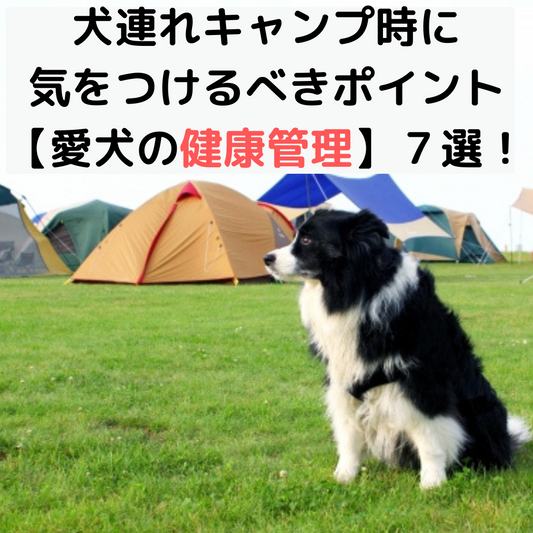 犬連れキャンプ時に気をつける【愛犬の健康管理】ポイント7選!