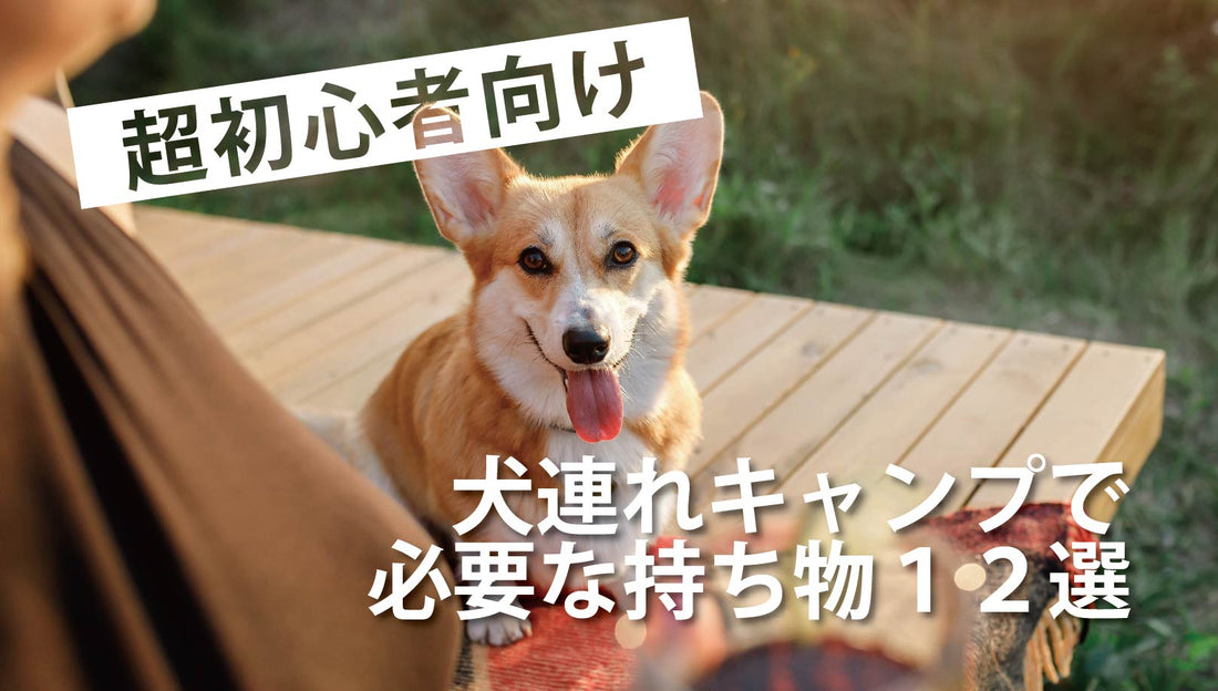 【超初心者向け】犬連れキャンプで必要な持ち物12選