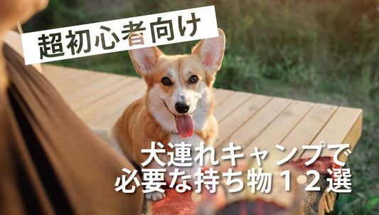 【超初心者向け】犬連れキャンプで必要な持ち物12選